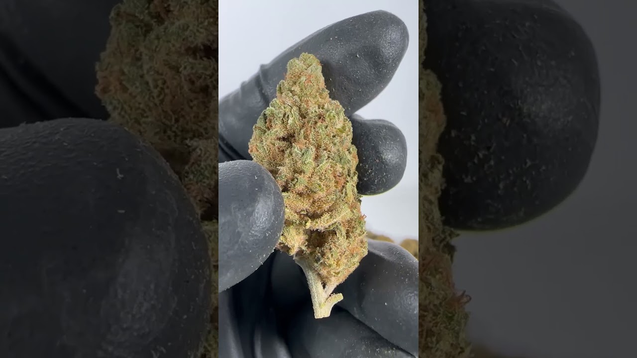 CBD Apple Pie - Cannabis Legale