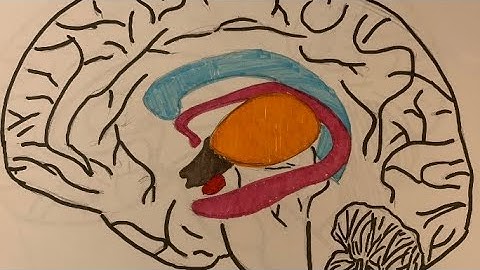 Long-Term Potentiation | 2020 Breakthrough Junior Challenge