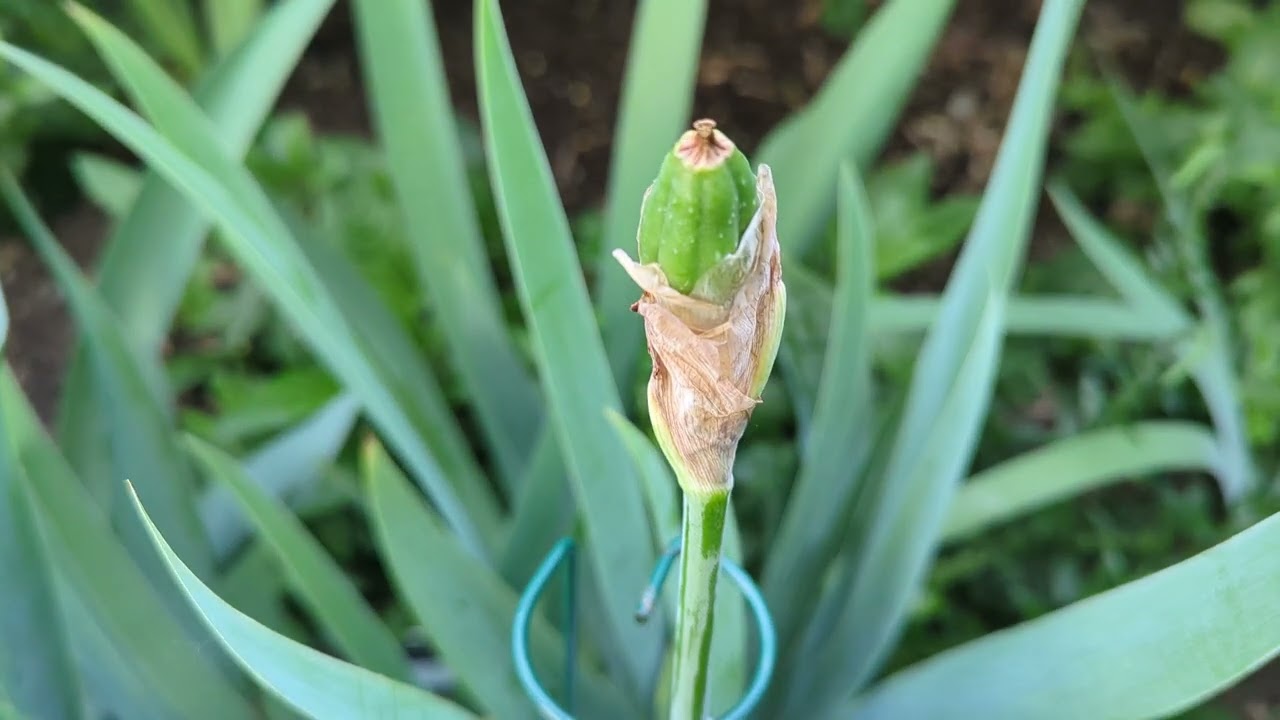 Garden Tour - How to grow Bearded Iris from seed