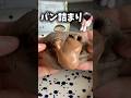 【ローソン】SNSで話題の新作スイーツ食べてみた正直な感想🐄 #shorts #ローソン