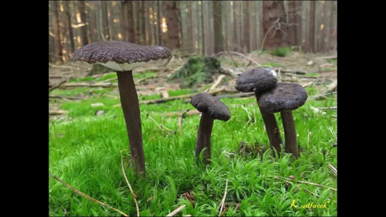 Ryzec černohlávek - Lactarius lignyotus
