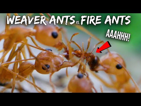 Ant War: Weaver Ants vs. Fire Ants