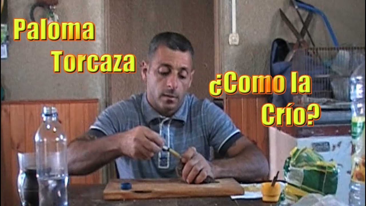 Paloma torcaza Preparación de comida (pichón)