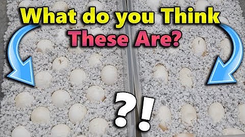 We're Given MYSTERY Eggs to Hatch!
