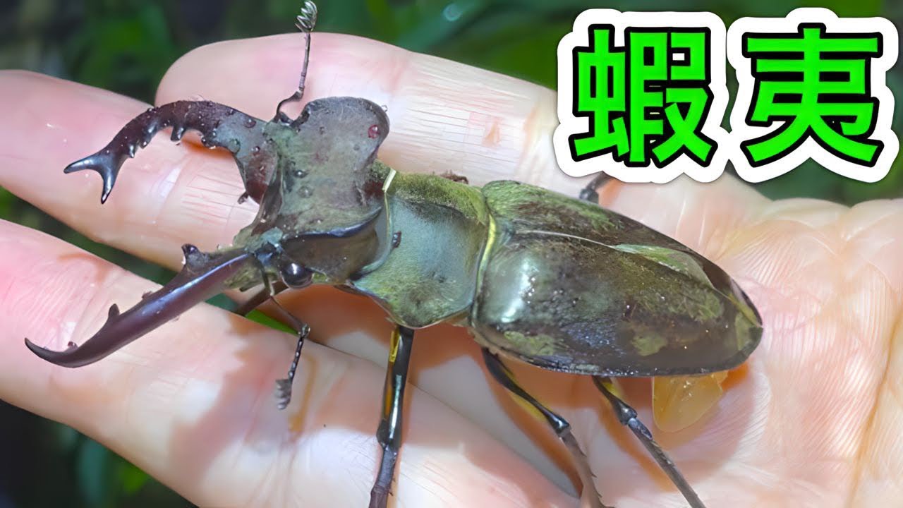 北海道の山で特大ミヤマクワガタを採る【クワガタ採集】 - YouTube