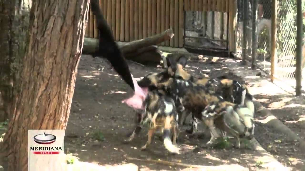 Doppio fiocco azzurro al Bioparco di Roma. Nati due cuccioli di licaone