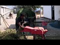 This is how our shepherds cut grass and process it to feed cows