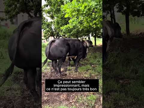 It May Seem Impressive But It S Not Always Very Good For Their Health