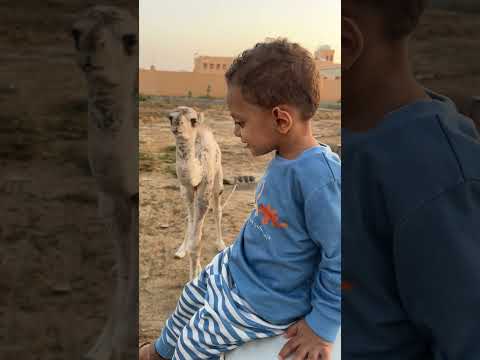 حمودي عند الجمل الجديد😰 #shorts