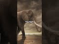 Woolly Mammoth: Prehistoric Profile: (Part 2) #animals #history #facts #education #fun #wildlife