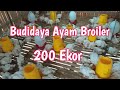 Budidaya Ayam Broiler / Ayam Potong 200 Ekor