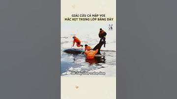 Giải cứu đàn cá mập voi mắc kẹt bởi những tảng băng dày