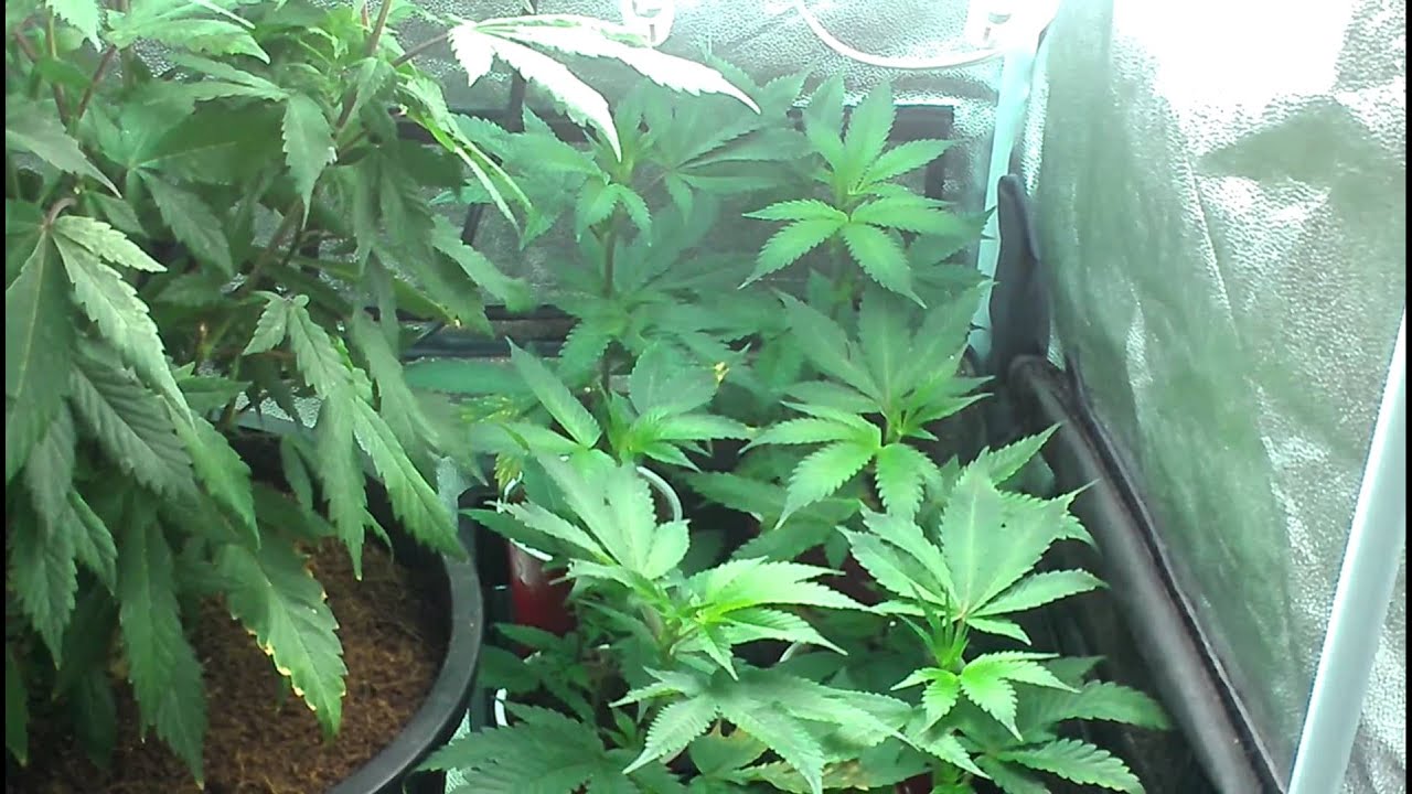 Seedless0420 happy 420 d@y