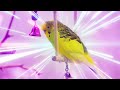 1 hour Budgie Sounds | Parakeet Sounds, 4K Alen AxP