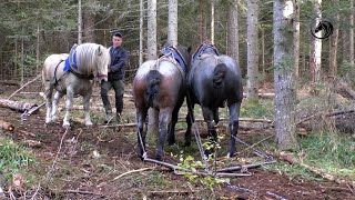 - Šumski radni dan u gori Romaniji kod Predraga i Darka Šuke -