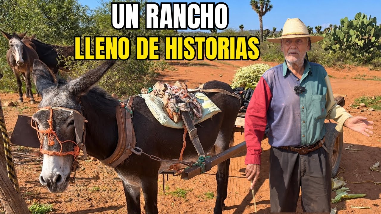 Así Vive Don Manuel en el Rancho, entre Vacas, Toros y un Burrito con Carretón 🐂🫏
