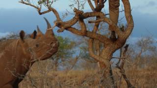 Rhino Charge - Ivan Carter