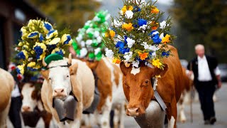 Switzerland Cows U0026 Cow Parade  Alpabzug Alpabfhrt  4k Uhd 