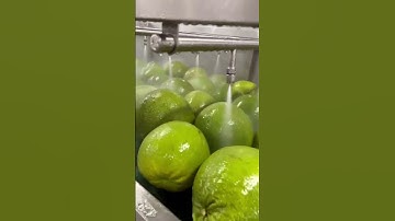 Dây chuyền rửa, xử lý bưởi 01 tấn/h của Tech Garden. Hotline: 0935911775 ( Zalo, Tran Trinh).