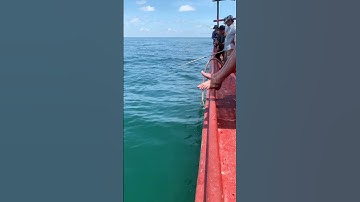 Jigging cá bè trang#fishing#jigging#cabe @giangngofising