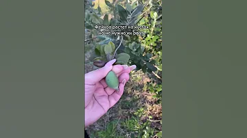 Как растёт фейхоа