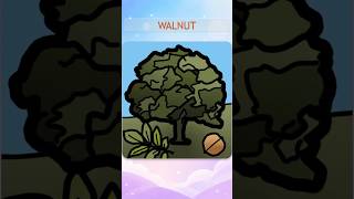 Walnut - AaadaRobota® International English Learning Club #AaadaRobota #englishlearning