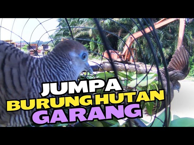 Merbok Kampung : Terjumpa juga burung hutan yang garang..tapau kedua tak sampai 5 minit terus tapau. class=