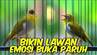 PLECI GACOR MANGGIL LAWAN,BIKIN PLECI CEPAT EMOSIš„PANCINGAN PLECI MALAS BUNYI,PANCINGAN PLECI GACOR