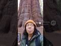 touring the largest Tree in the World 🌎 #viral#redwoodforest#generalsherman#reaction#sora#trees