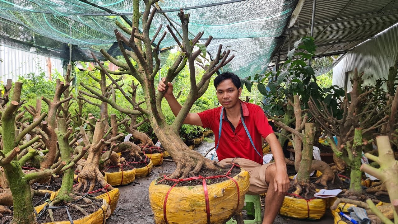 Phôi mai vàng khủng đẹp mùng 1 tết | Trí 0363579057