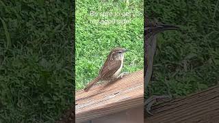 “Hey, hey! You’re In My Territory!” Carolina Wren “Cheer” Call 🐦🎼