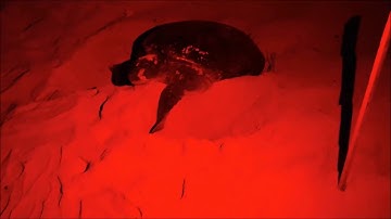 Green Sea Turtle Nesting