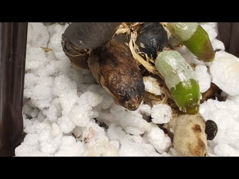 Спасение орхидеи #2.