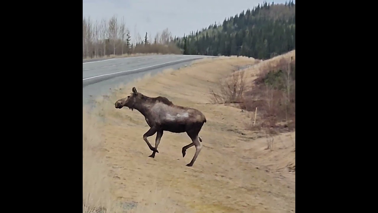 Saw 5 moose in 1 day between Tok and Anchorage, Alaska! So cool!!!