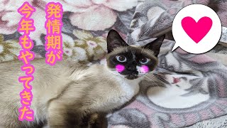 発情期の再来！メス猫「ニャルちゃん」が悶えてるw by 猫実験室 2,249 views 3 years ago 10 minutes, 56 seconds