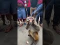 monkey having some fun
