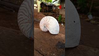 What number do you think this snail looks like?
