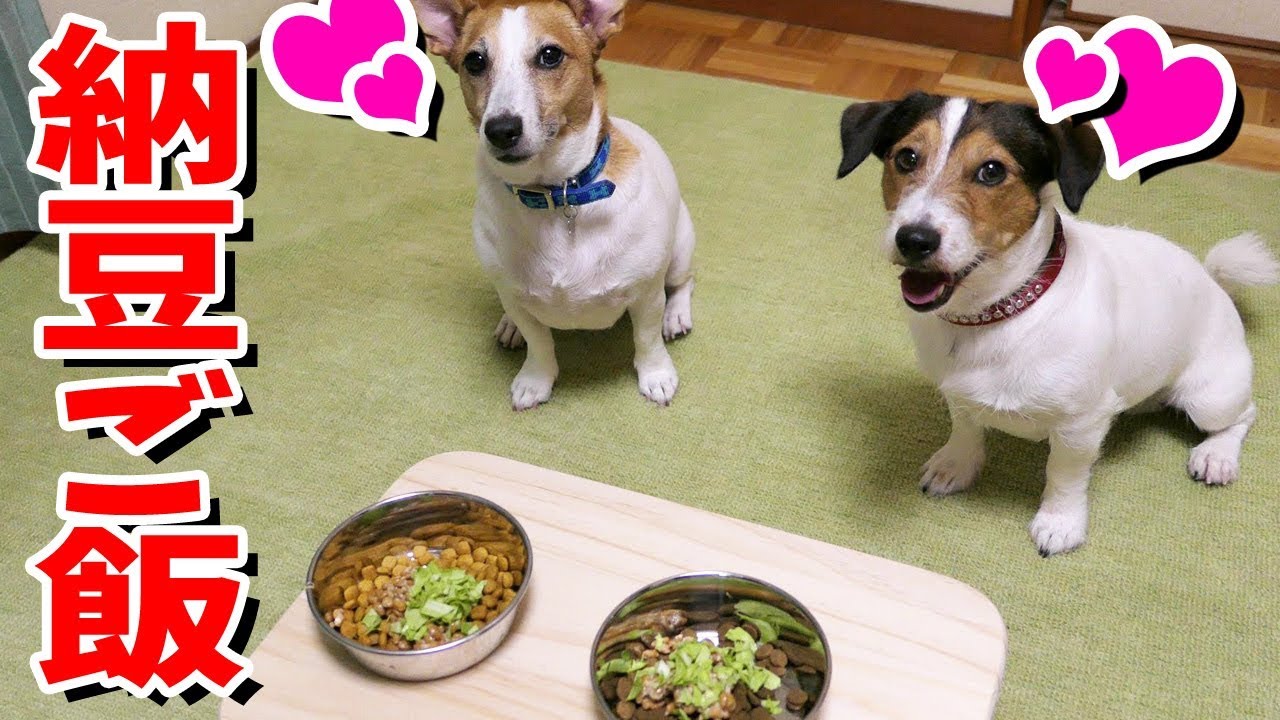 納豆かけご飯を食べたジャックラッセルテリア^^。