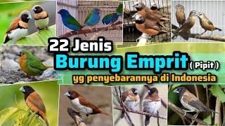 22 Jenis Burung Pipit yg Penyebarannya ada di Indonesia ‼️