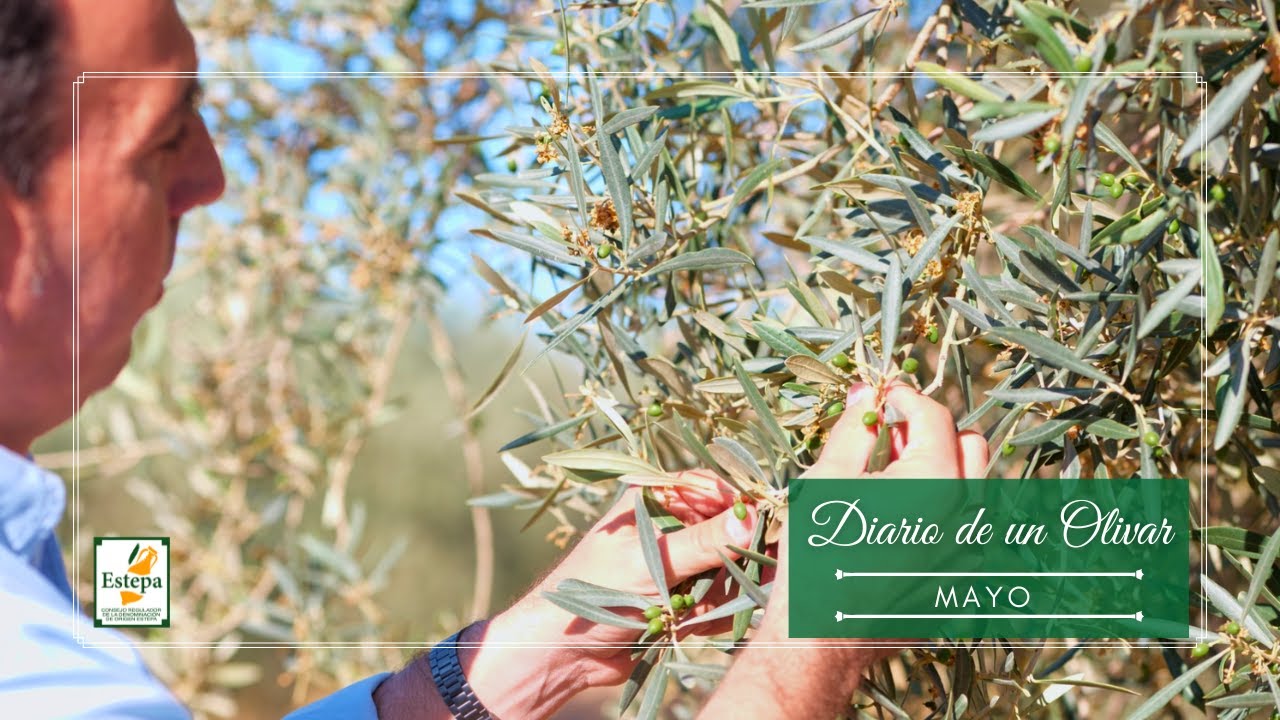 Diario de un Olivar: Mayo - Denominación de Origen Estepa