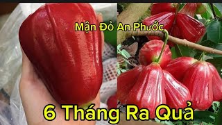 Giống Cây Roi Đỏ Thái Lan F1 Cây Thuần Trồng Việt Nam Quả To Dễ Đậu Quả 