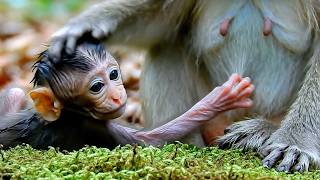 Heartbroken Baby Monkey's Cry | Watch the Shocking Moment Its Angry Mom Re-fuses to Care!