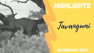 Highlights Tavangumi leopard in a tree 28th Feb 2023