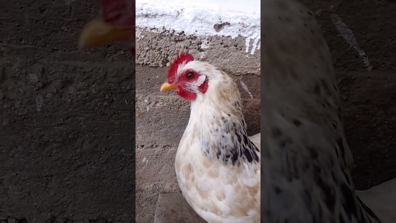 domestic animals 🐔 ❤ 