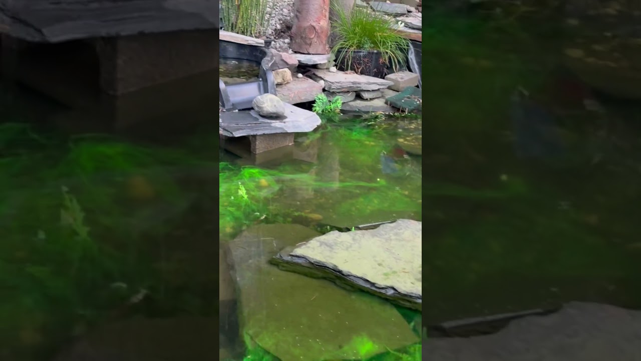 Pond leak check dye