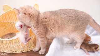 Mom cat tenderly hugs kittens and then carries them into the basket. So sweet!