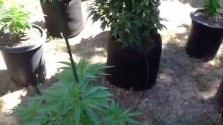 Prop 215 medical garden update