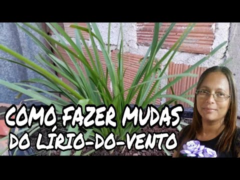 COMO FAZER MUDAS DO LÍRIO DO VENTO - thptnganamst.edu.vn