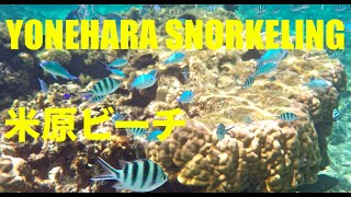 Yonehara Beach (Snorkeling) 米原ビーチシュノーケリング)