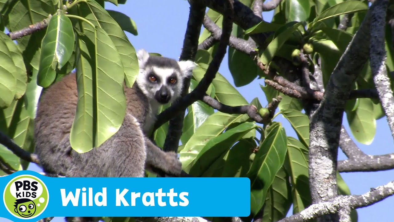 Wild Kratts Ring Tailed Lemurs Youtube Wild Kratts Ring Tailed Lemurs Youtube